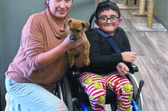 Animal Shelter increasing pet adoptions